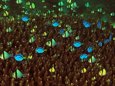 description_image03-1