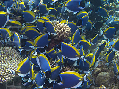 description_image04-1